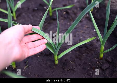 L'ail est cultivé sur le lit. Feuilles de légumes verts frais à la ferme. Cultiver pour une alimentation saine. Récolte de plats végétariens Banque D'Images