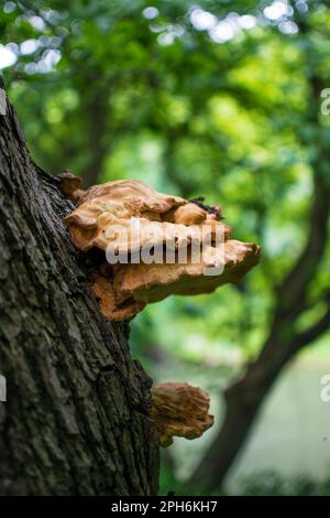 Un champignon de poulet des Bois (Laetiporus sulfureus) qui jésuite un arbre. Prise près de la rivière Wear en amont du viaduc de Belmont. Banque D'Images