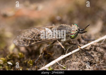 Une mouche à entaille (Haematopota pluvialis), vue à côté de la rivière Derwent dans le Derwent Walk Country Park, Gateshead, nord-est de l'Angleterre Banque D'Images