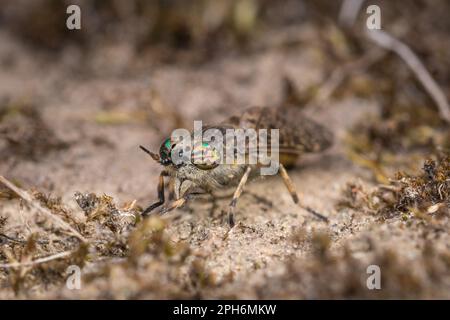 Une mouche à entaille (Haematopota pluvialis), vue à côté de la rivière Derwent dans le Derwent Walk Country Park, Gateshead, nord-est de l'Angleterre Banque D'Images