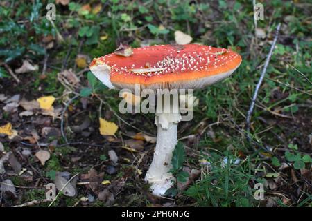 Mouche champignon agarique (Amanita muscaria), pris à Thornley Woods, Gateshead, nord-est de l'Angleterre. Banque D'Images