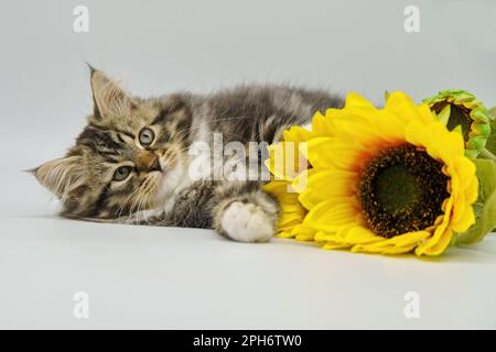 Chaton sibérien sur fond blanc avec un tournesol Banque D'Images