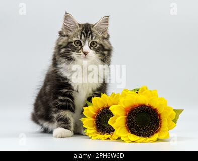 Chaton sibérien sur fond blanc avec un tournesol Banque D'Images