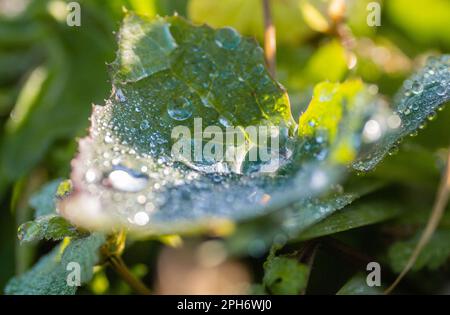 Dewdrops dans une feuille à feuilles persistantes, trempée au soleil du matin. Banque D'Images