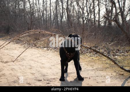 Latrodor adulte noir pour des promenades dans le parc au printemps en Ukraine dans la ville de Dnipro Banque D'Images