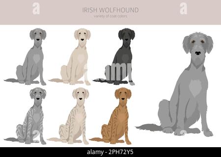 Chien de chasse irlandais.Différentes poses, ensemble de couleurs de pelage.Illustration vectorielle Illustration de Vecteur