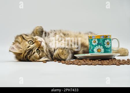 Chaton sibérien sur fond blanc avec café Banque D'Images