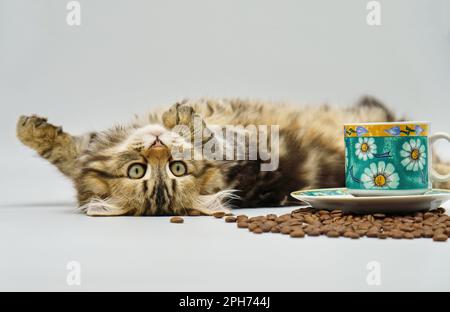 Chaton sibérien sur fond blanc avec café Banque D'Images