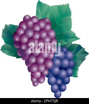 Un bouquet de raisins de Vineyard avec des feuilles, art vectoriel stylisé et modifiable Illustration de Vecteur
