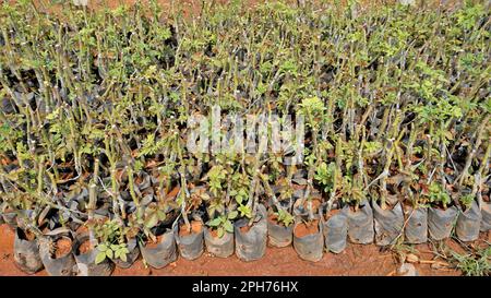 Gamme de plantation de haies de roses paillis avec du fumier dans un couvercle en plastique. Les roses sont cultivées à partir de la tige dans un jardin indien de pépinière pour la vente. Banque D'Images