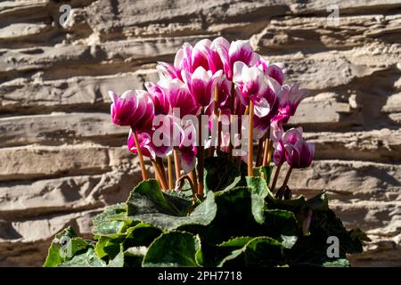 Cyclamen rose dans un pot de fleurs sur fond de mur de pierre ancienne Banque D'Images