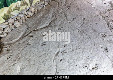Rapaces fossilisés bien conservés, empreintes de trois empreintes de dinosaures ressemblant à des oiseaux sur un rocher de la réserve naturelle Sataplia strict, Géorgie. Banque D'Images