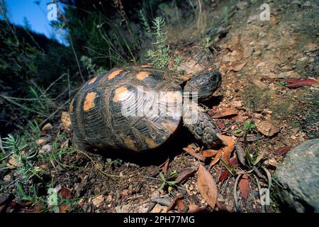Tortue Marginée, Testudo marginata. Cette tortue se trouve uniquement en Grèce, dans certaines îles de la mer Égée et en Sardaigne, Banque D'Images