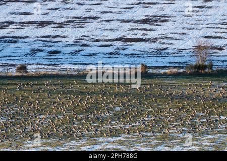 Une grande Flock d'Oies à pieds roses (Anser Brachyrhynchus) en quête de nourriture dans un champ d'Aberdeenshire en fin d'après-midi Sunshine Banque D'Images