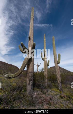 Printemps dans le désert de sonoran Banque D'Images