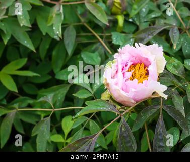 Fleurs de pivoine avec pétales de terre dans le jardin de printemps. Banque D'Images