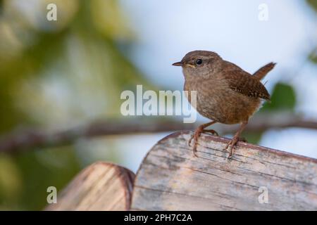 Wren eurasien (troglodytes troglodytes) perchée, pays-Bas Banque D'Images