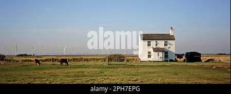 Champ par Lydd Road, près de Camber Sands, à la frontière Sussex/Kent. En arrière-plan, il y a la petite ferme éolienne de Cheyne court et les lignes électriques de Dungeness Nucl Banque D'Images