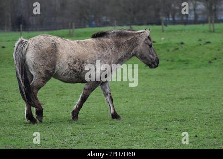 Un poney Konik à la réserve naturelle de la forêt de la plaine inondable d'Old Wolverton à Milton Keynes. Banque D'Images