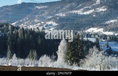 Pins gelés tôt le matin sur les montagnes carpathes dans l'ouest de l'Ukraine Banque D'Images