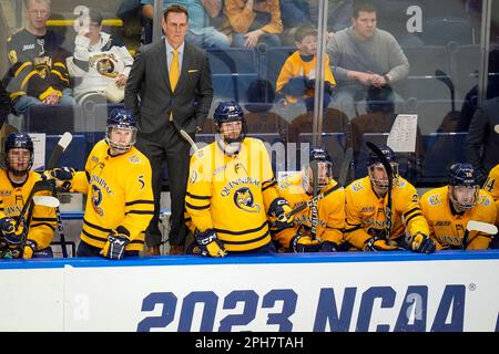 Bridgeport, Connecticut, États-Unis. 26th mars 2023. L'entraîneur-chef de Quinnipiac Bobcats, Rand Pecknold, à l'arrière, regarde pendant la finale régionale du Bridgeport de hockey sur glace pour hommes de la NCAA DI contre les Buckees de l'État de l'Ohio à la Total Mortgage Arena de Bridgeport, Connecticut. Rusty Jones/Cal Sport Media/Alamy Live News Banque D'Images