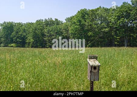 Pennsylvania Appalachian Mountains Pocono Mountains White Mills, Dorflinger Suydam Wildlife Sanctuary nichant box arbres, Banque D'Images