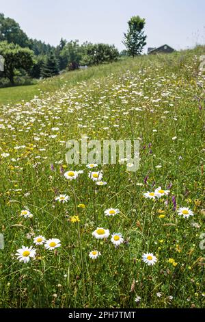 Pocono Mountains Poconos Pennsylvania, White Mills, Dorflinger Suydam Wildlife Sanctuary, les visiteurs Voyage voyage touristique site touristique Landma Banque D'Images