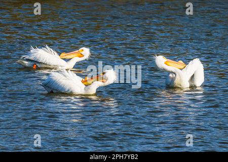 Pélican blanc américain. Troupeau de pélicans flottant sur l'eau sur le lac au coucher du soleil. Banque D'Images