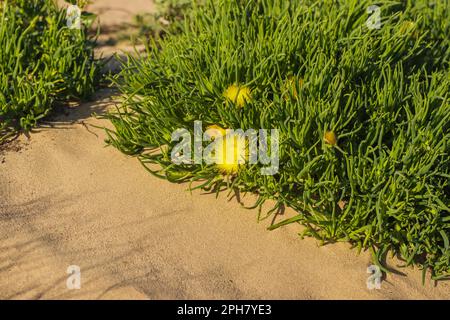 Les cochons-racines (conicosia pugioniformis), une espèce de plantes succulentes de la famille des plantes de glace, en fleur avec des fleurs jaune vif, des dunes de sable, Californie Banque D'Images