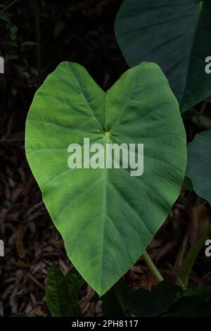 Feuille verte en gros plan, taro américain, Xanthosoma sagittifolium dans la nature dans la région tropicale Banque D'Images