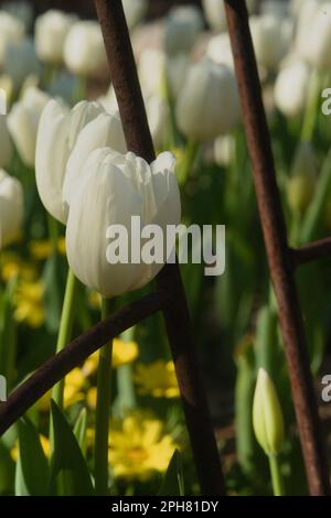 Tulipes colorées et vibrantes en fleurs, offrant une nouvelle vie et une nouvelle vigueur dans un cadre de jardin. La nature de la mère façon ajouter la beauté et l'inspiration à notre monde. Banque D'Images