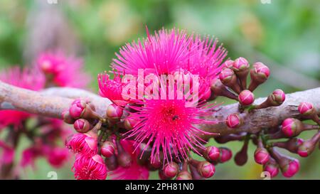 Les fleurs de goyave (Syzygium Malaccense) sont roses en floraison, dans le village de Belo Laut pendant la journée Banque D'Images