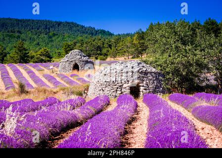 Bories dans un champ de lavande près de Ferrasières, france Banque D'Images