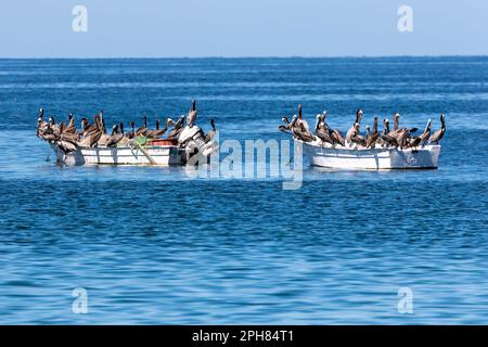 De nombreux pélicans se reposent sur de petits bateaux de pêche dans une marina au large de la côte du Pacifique au Mexique. Banque D'Images