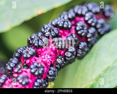 Gros plan des baies noires pourpres de phytolacca acinosa également connues sous le nom de pokeweeds, pokebush, pokeberry, pokeroot ou poke sallet. Baies de violet foncé profond de Banque D'Images