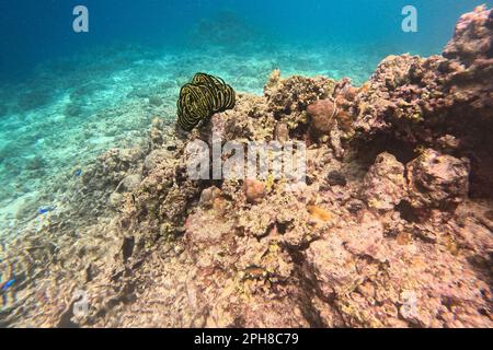 Un corail noir et jaune doux à Moalboal, Cebu aux Philippines, entouré de coraux durs. Banque D'Images