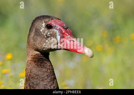 Portrait d'une oie à aigettes (Plectropterus gambensis), Afrique du Sud Banque D'Images