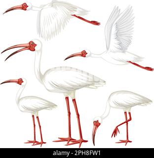 Illustration de la collection ibis Bird en dessin animé Illustration de Vecteur