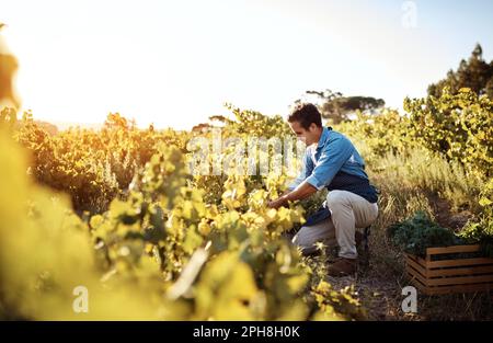 Les bonnes récoltes ne se produisent pas simplement par accident. Pleine coupe d'un beau jeune homme qui tend à ses récoltes sur une ferme. Banque D'Images