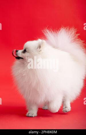 Portrait d'un chiot pomeranian mignon et moelleux. Un petit chien souriant qui colle à la langue se tient sur un fond rouge vif et tendance. Banque D'Images