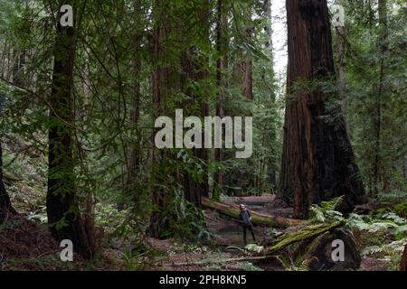 Un randonneur femelle se trouve dans le séquoia de la côte, Sequoia sempervirens, forêt et est minuscule en comparaison avec les arbres énormes. Banque D'Images