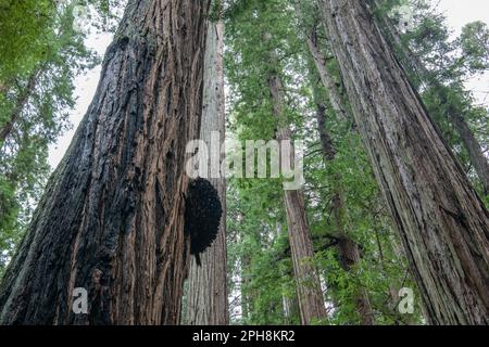 Grands séquoias de la côte, Sequoia sempervirens, dans le comté de Mendocino, en Californie, avec une burl sur l'un de leurs troncs. Banque D'Images