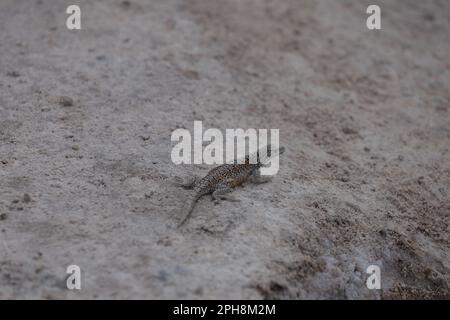 Une photo en gros plan d'un lézard perché sur une surface sablonneuse, avec des rochers et de la terre éparpillés Banque D'Images