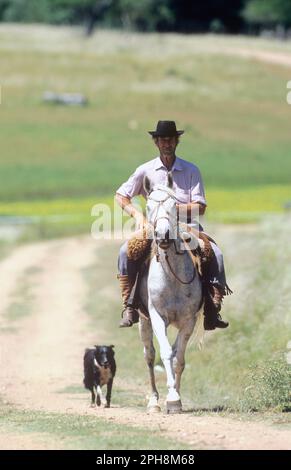 Uruguayen, homme à cheval sur San Pedro Del Timote Estancia dans le centre-sud de l'Uruguay. Banque D'Images