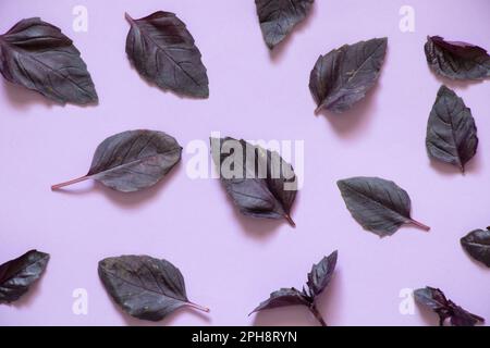 les feuilles de basilic rouges se trouvent sur un fond violet de couleur Banque D'Images