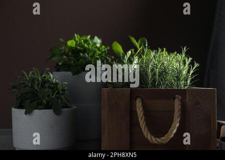 Différentes herbes aromatiques poussant dans des pots à l'intérieur Banque D'Images