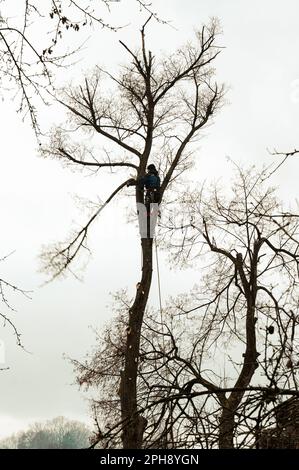 Ivano-Frankivsk, Ukraine 15 décembre 2022: Un arborien coupe un arbre, un arbre haut et dangereux, élaguer un arbre par temps nuageux, silhouette d'un bûche Banque D'Images