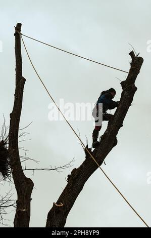 Ivano-Frankivsk, Ukraine, 15 décembre 2022 : un arboriste mâle coupe deux grandes branches d'arbre avec une scie à main Stihl, des câbles tendus pour abaisser le timb Banque D'Images