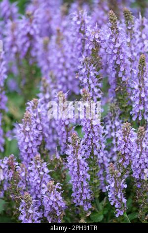 Salvia sylvestris Blauhugel, sauge à bois Blauhugel, Salvia nemorosa Blauhugel, herbacée vivace, racémes de petites fleurs violet-bleu Banque D'Images