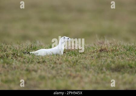 à la chasse... Ermine ( Mustela erminea ) en manteau blanc d'hiver sur un pâturage, prairie. Banque D'Images